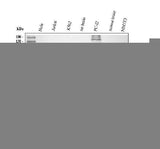 Anti-TSG101 Antibody Picoband® Boster Bio