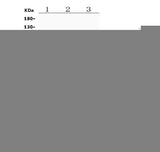 Anti-Osteopontin/SPP1 Antibody Picoband® Boster Bio
