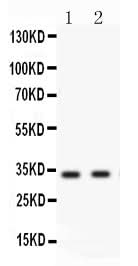 Anti-Livin/BIRC7 Antibody Picoband® Boster Bio