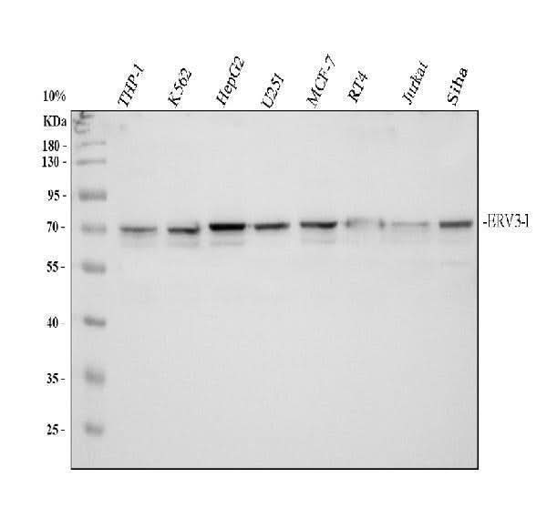 Anti-ERV31/ERV3-1 Antibody Picoband® Boster Bio