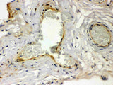Anti-Thrombin Receptor/F2R Antibody Picoband® Boster Bio