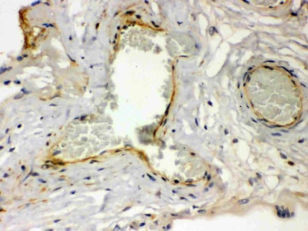 Anti-Thrombin Receptor/F2R Antibody Picoband® Boster Bio