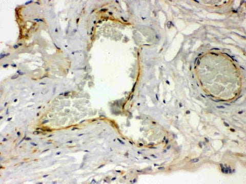 Anti-Thrombin Receptor/F2R Antibody Picoband® Boster Bio