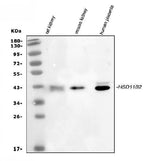 Anti-HSD11B2 Antibody Picoband® Boster Bio