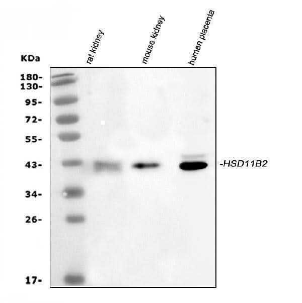 Anti-HSD11B2 Antibody Picoband® Boster Bio