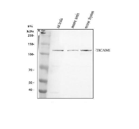 Anti-TRIF/TICAM1 Antibody Picoband® Boster Bio
