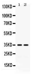 Anti-LFA3/CD58 Antibody Picoband® Boster Bio