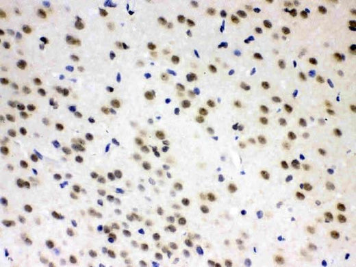 Anti-L-Arginine decarboxylase/AZIN2 Antibody Picoband® Boster Bio