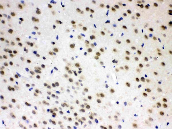 Anti-L-Arginine decarboxylase/AZIN2 Antibody Picoband® Boster Bio
