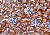 Anti-Mouse CA12 Antibody [B383]