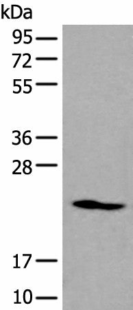 Western blot analysis of K562 cell lysate using ARL1 Polyclonal Antibody at dilution of 1:550