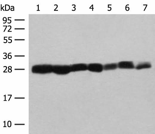 Western blot analysis of NIH/3T3 A549 HL60 and PC3 cell Mouse liver tissue Mouse spleen tissue Hela cell lysates using PSMA3 Polyclonal Antibody at dilution of 1:200