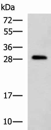 Western blot analysis of K562 cell lysate using CMTM2 Polyclonal Antibody at dilution of 1:1000