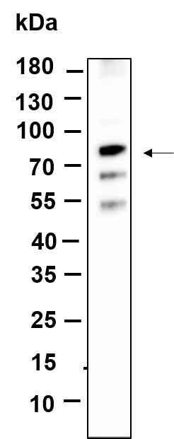 Anti-Human/Mouse/Rat NGFR p75 Antibody [B934] - ABMIUM