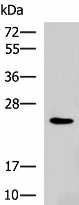 Western blot analysis of NIH/3T3 cell lysate using RAB38 Polyclonal Antibody at dilution of 1:900