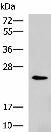 Western blot analysis of NIH/3T3 cell lysate using RAB38 Polyclonal Antibody at dilution of 1:900