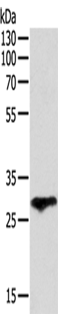Anti-Human F3 Antibody - ABMIUM