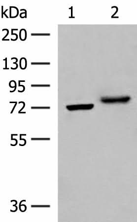 Western blot analysis of A172 and HepG2 cell lysates using POMGNT1 Polyclonal Antibody at dilution of 1:400