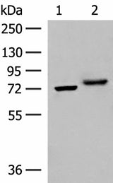 Western blot analysis of A172 and HepG2 cell lysates using POMGNT1 Polyclonal Antibody at dilution of 1:400