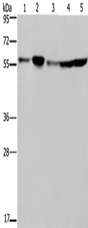 Anti-Human NUP50 Antibody - ABMIUM