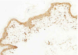 Anti-Human CD44 Antibody [A864] - ABMIUM