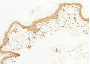 Anti-Human CD44 Antibody [A864] - ABMIUM