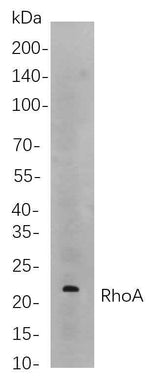 Anti-Human/Mouse/Rat RhoA Antibody [B868]