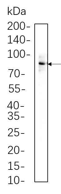 Anti-Human/Mouse/Rat/Pig Stat3 Antibody [B573] - ABMIUM