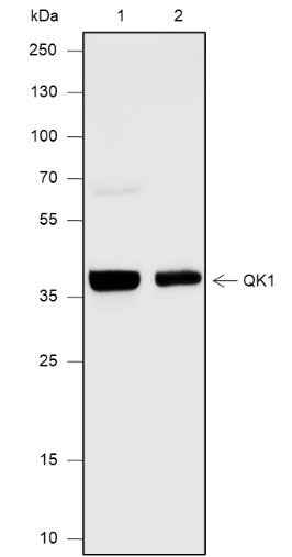 Anti-Human/Rat/Mouse QKI Antibody [A575] - ABMIUM