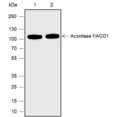 Anti-Human/Rat/Mouse Aconitase 1/ACO1 Antibody [A583] - ABMIUM