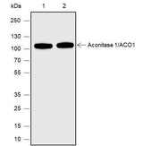 Anti-Human/Rat/Mouse Aconitase 1/ACO1 Antibody [A583]