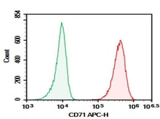Anti-Human CD71 Antibody [CY1G4] - ABMIUM