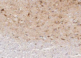 Anti-Rat NXPH1 Antibody [B517]