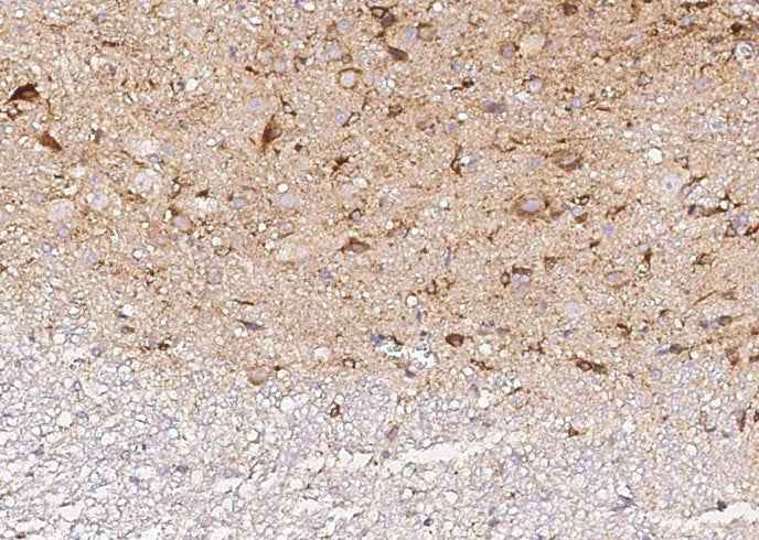Anti-Rat NXPH1 Antibody [B517] - ABMIUM