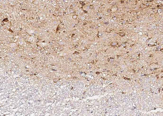 Anti-Rat NXPH1 Antibody [B517] - ABMIUM