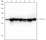 Anti-Human/Rat/Mouse STIP1/STI1 Antibody [A370]