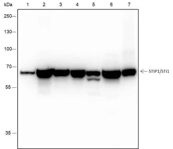 Anti-Human/Rat/Mouse STIP1/STI1 Antibody [A370]