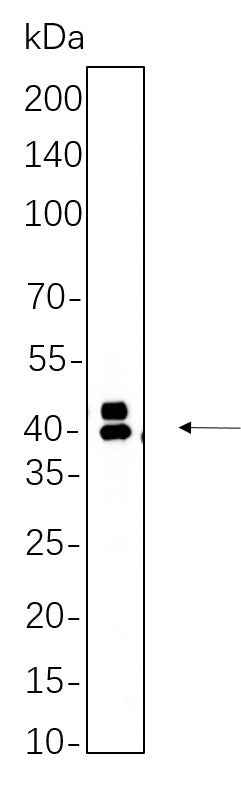 Anti-Human/Mouse/Rat Erk 1, 2 Antibody [B652] - ABMIUM