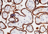 Anti-Human TFRC Antibody [B283]
