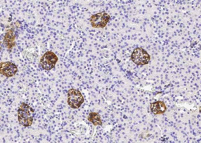 Anti-Mouse PDPN Antibody [B428] - ABMIUM