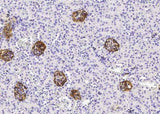 Anti-Mouse PDPN Antibody [B428]