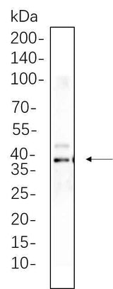 Anti-Human/Mouse/Rat Synaptophysin Antibody [B549]