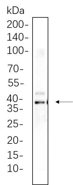Anti-Human/Mouse/Rat Synaptophysin Antibody [B549] - ABMIUM