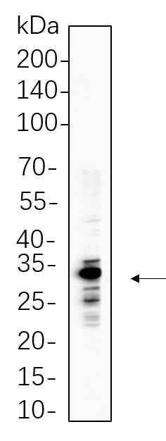 Anti-Human/Bovine ELNE Antibody [B1059] - ABMIUM
