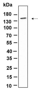 Anti-Human CD11c Antibody [B932]