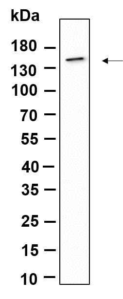 Anti-Human CD11c Antibody [B932] - ABMIUM