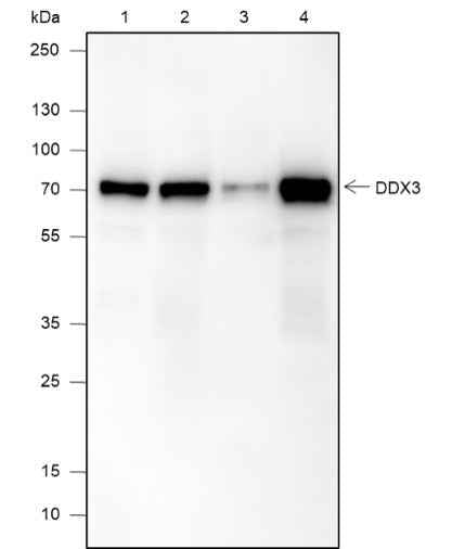 Anti-Human/Rat/Mouse DDX3 Antibody [A590]