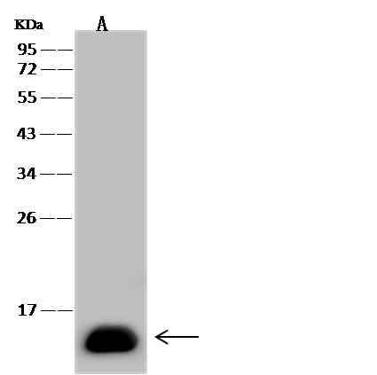 Anti-Human FABP1 Antibody [A926] - ABMIUM