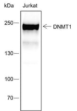Anti-Human DNMT1 Antibody [A436]