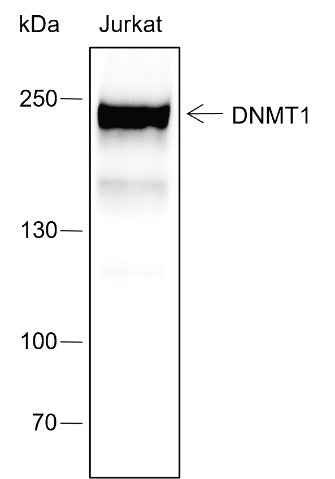 Anti-Human DNMT1 Antibody [A436] - ABMIUM